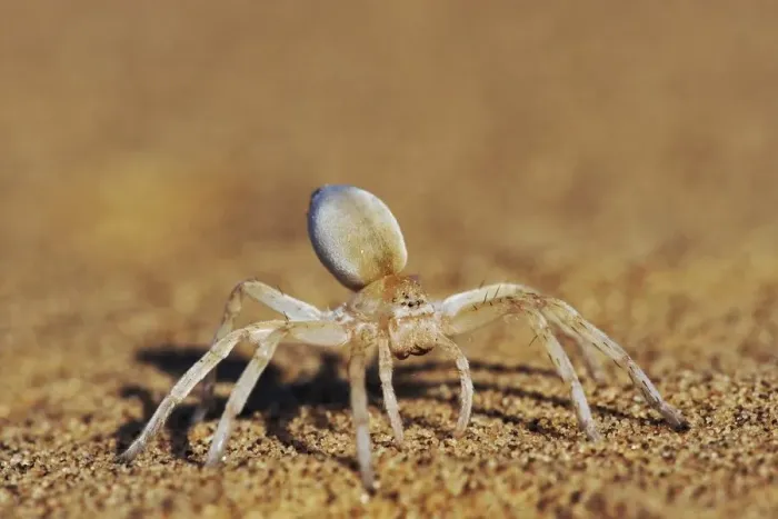 Framed Print : Spider on Sand - Close-up