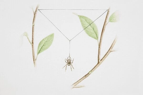 Spider spinning web between twigs