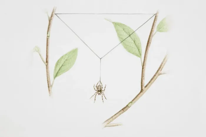 Framed Print : Spider spinning web between twigs Framed Print : Spider spinning web between twigs