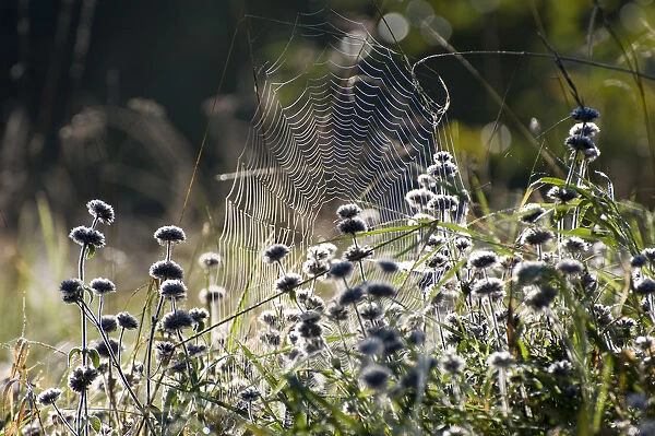 Spider web on an autumn morning