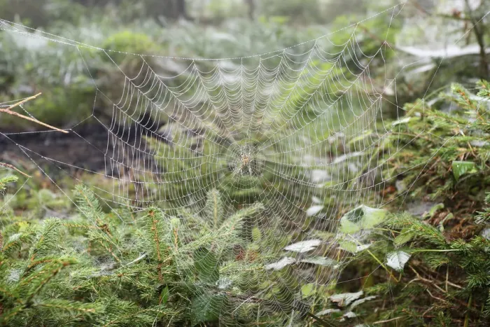 Framed Print : Spider web with European Garden Spider -Araneus diadematus- between young spruces, Allgau, Bavaria, Germany