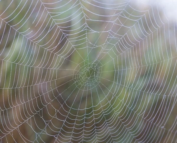 Spider web with morning dew, Lake Staffelsee, Seehausen, Murnau, Upper Bavaria, Bavaria, Germany, Europe, PublicGround