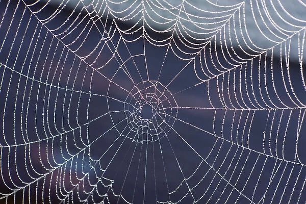 Spider web with morning dew, Lake Staffelsee, Seehausen, Murnau, Upper Bavaria, Bavaria, Germany, Europe, PublicGround