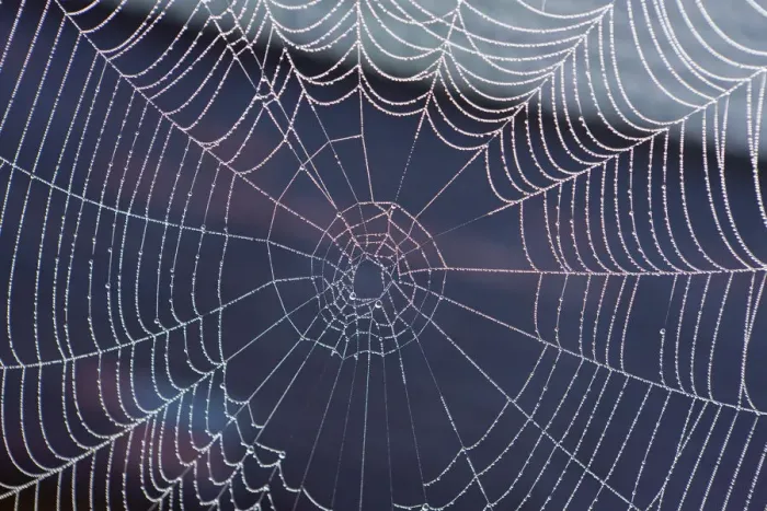 Framed Print : Spider web with morning dew, Lake Staffelsee, Seehausen, Murnau, Upper Bavaria, Bavaria, Germany, Europe, PublicGround Framed Print : Spider web with morning dew, Lake Staffelsee, Seehausen, Murnau, Upper Bavaria, Bavaria, Germany, Europe, PublicGround