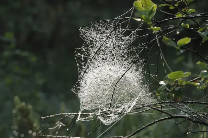 Framed Print : Spider web of a Sheet Weaver or Money Spider (Linyphiidae), Bavaria, Germany, Europe Framed Print : Spider web of a Sheet Weaver or Money Spider (Linyphiidae), Bavaria, Germany, Europe