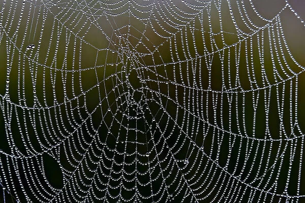Spider web with water droplets, Federsee lake near Bad Buchau, Baden-Wuerttemberg, Germany, Europe