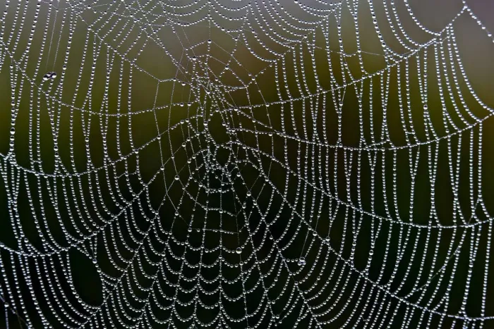 Framed Print : Spider web with water droplets, Federsee lake near Bad Buchau, Baden-Wuerttemberg, Germany, Europe Framed Print : Spider web with water droplets, Federsee lake near Bad Buchau, Baden-Wuerttemberg, Germany, Europe