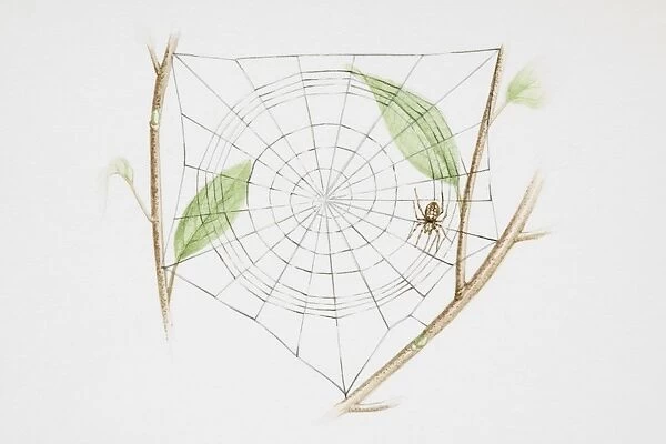 Spider in web, woven between twigs