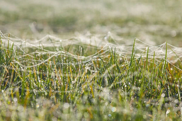 Spider webs on blades of grass wet with dew, Riesa, Saxony, Germany