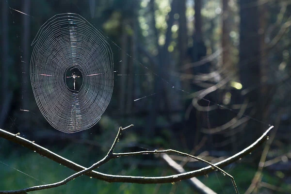 Spiderweb illuminated with sunshine in spruce forest