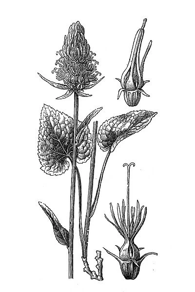 Spiked rampion (Phyteuma spicatum)