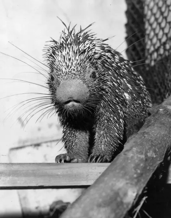 Framed Print : Spiky Porcupine Framed Print : Spiky Porcupine