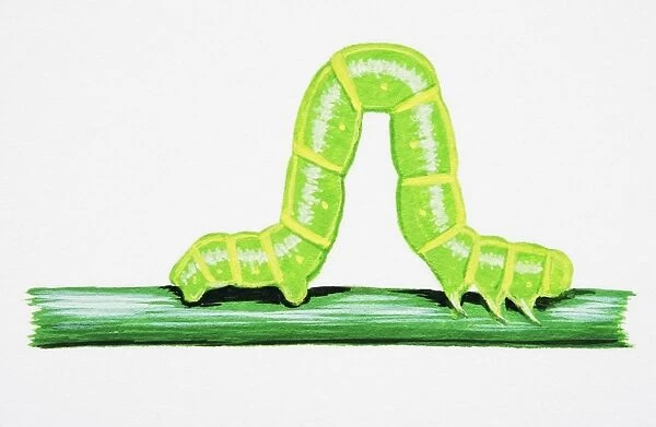 Spinach Moth (Eulithis mellinata), larva on green stem