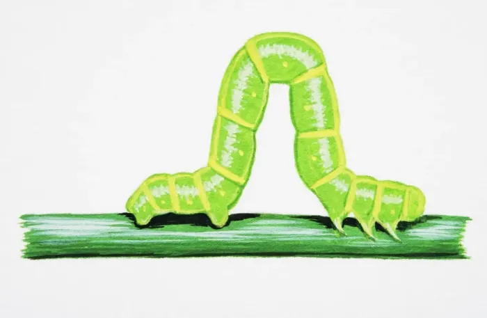 Framed Print : Spinach Moth (Eulithis mellinata), larva on green stem Framed Print : Spinach Moth (Eulithis mellinata), larva on green stem