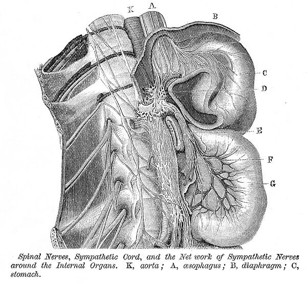 Spinal nerves engraving anatomy 1872