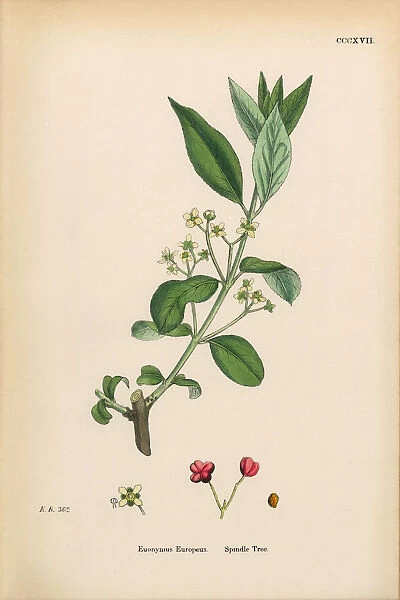 Spindle Tree, Euonyius Europeus, Victorian Botanical Illustration, 1863