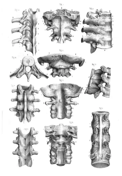 Framed Print : Spine and Ligaments anatomy illustration 1866 Framed Print : Spine and Ligaments anatomy illustration 1866