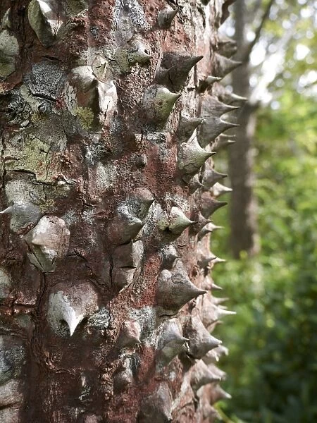 Spines of the Sandbox tree, also Possumwood, Jabillo or Monkey no-climb tree -Hura crepitans-, Rincon de la Vieja National Park, Guanacaste Province, Costa Rica, Central America