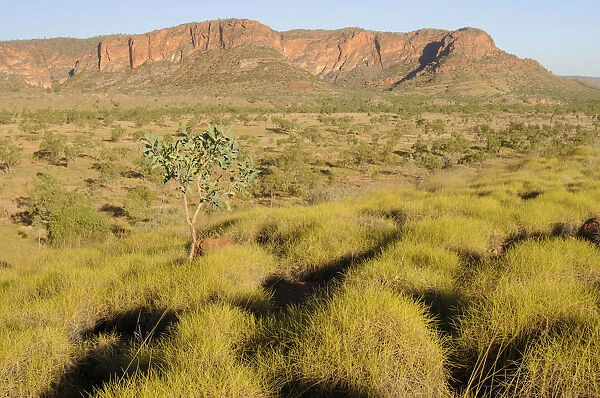 Spinifex grass in the Purnululu National Park, Bungle Bungle, Australia