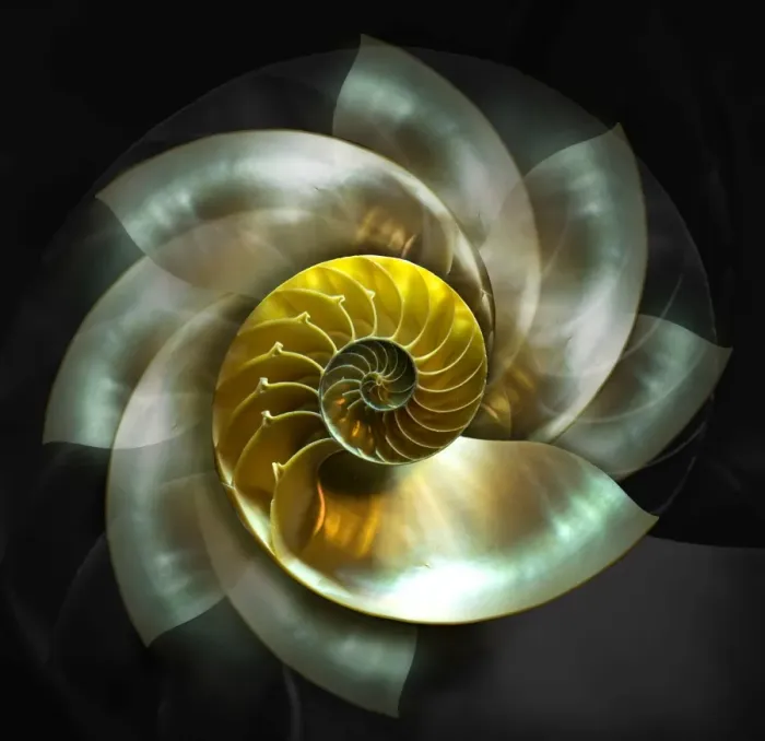 Framed Print : Spinning Nautilus