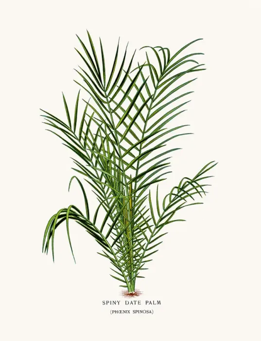 Framed Print : Spiny Date Palm Framed Print : Spiny Date Palm