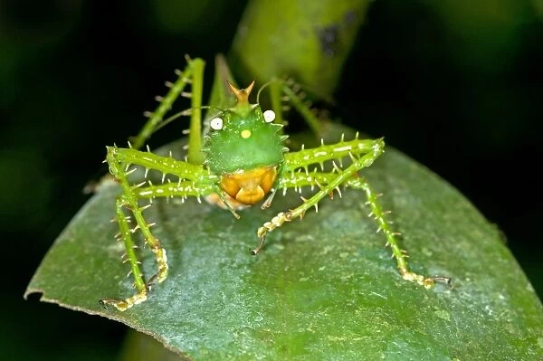 Spiny Devil Bush cricket -Panacanthus cuspidatus-, Tiputini rain forest, Yasuni National Park, Ecuador