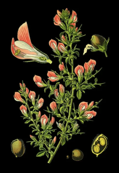 Framed Print : spiny restharrow, restharrow Framed Print : spiny restharrow, restharrow