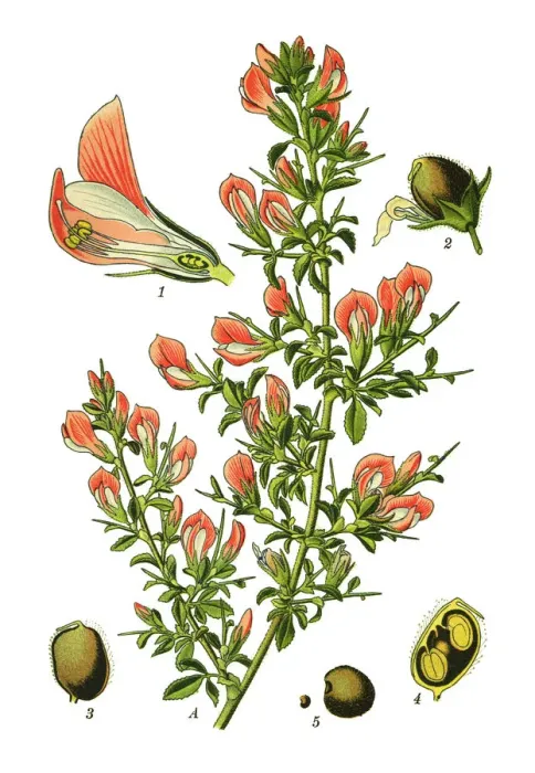 Framed Print : spiny restharrow, restharrow Framed Print : spiny restharrow, restharrow