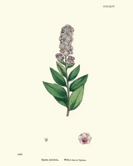 Framed Print : Spiraea salicifolia, bridewort, willowleaf meadowsweet, floral print Framed Print : Spiraea salicifolia, bridewort, willowleaf meadowsweet, floral print