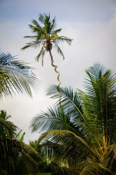 Framed Print : Spiral Palm Tree Framed Print : Spiral Palm Tree