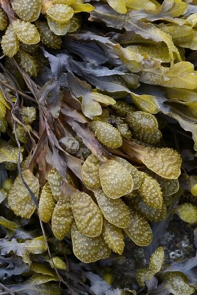 Spiral Wrack or Flat Wrack -Fucus spiralis-, Departement Cotes-d?Armor, Brittany, France