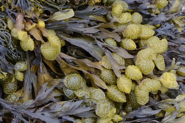 Spiral Wrack or Flat Wrack -Fucus spiralis-, Departement Cotes-d?Armor, Brittany, France