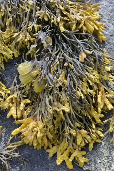 Framed Print : Spiral Wrack or Flat Wrack -Fucus spiralis- and Chanelled Wrack -Pelvetia canaliculata-, Departement Cotes-d?Armor, Brittany, France