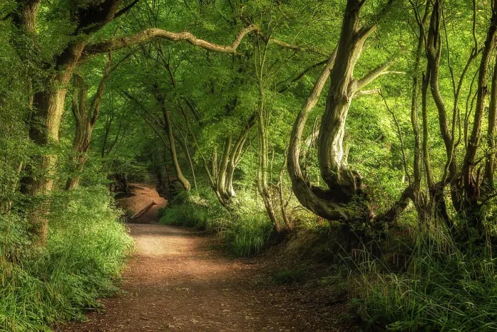 Framed Print : Spital Brook, Summer Woodland Framed Print : Spital Brook, Summer Woodland