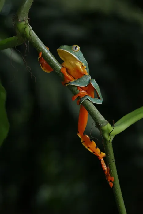 Framed Print : Splendid Leaf Frog Framed Print : Splendid Leaf Frog