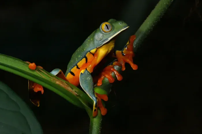 Framed Print : Splendid Leaf Frog