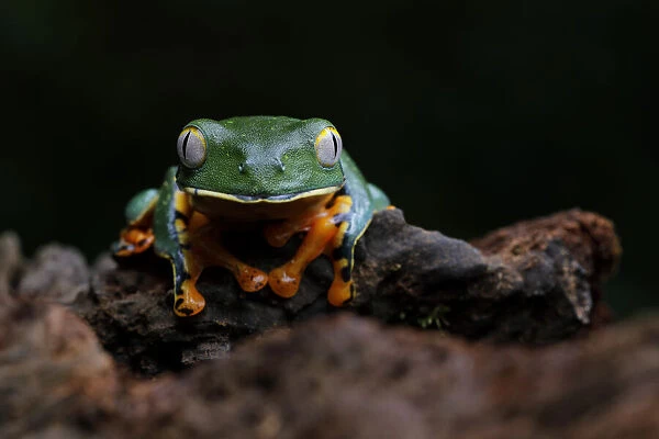 Splendid Leaf Frog