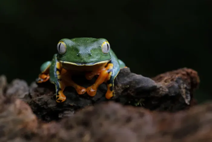 Framed Print : Splendid Leaf Frog