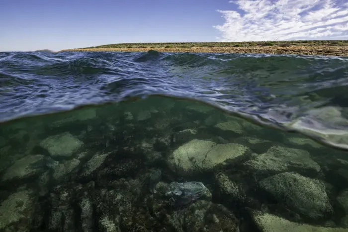 Framed Print : Split image showing Australian giant cuttlefish in shallow water and the surrounding coastline, Whyalla, South Australia Framed Print : Split image showing Australian giant cuttlefish in shallow water and the surrounding coastline, Whyalla, South Australia
