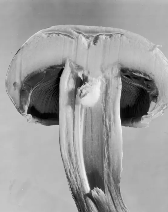 Framed Print : Split Mushroom Framed Print : Split Mushroom