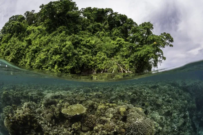 Framed Print : Split shot of coral reef and mangrove forest, Kimbe Bay, Papua New Guinea Framed Print : Split shot of coral reef and mangrove forest, Kimbe Bay, Papua New Guinea