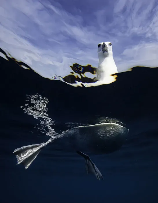 Framed Print : Split view of a black browed albatross floating on the waters surface, New Zealand