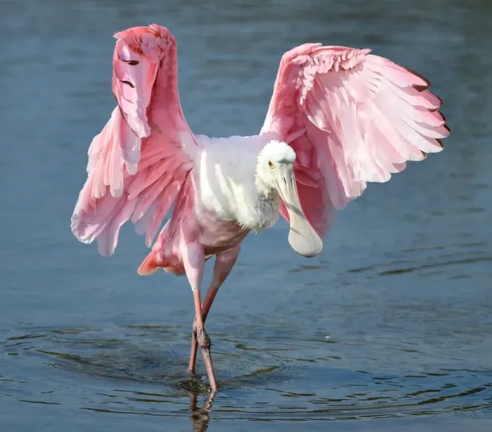 Framed Print : The Spoonbill Fan Dancer Framed Print : The Spoonbill Fan Dancer