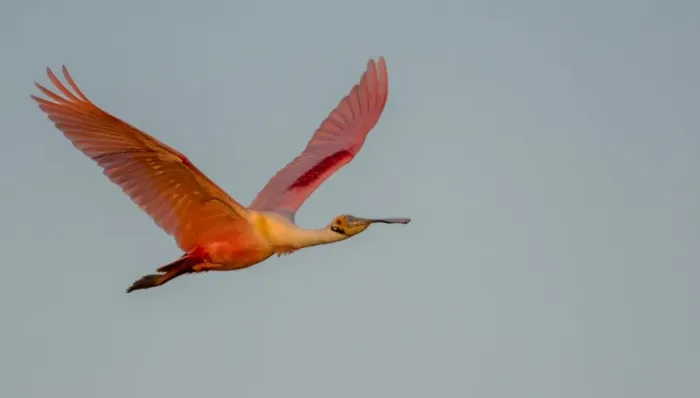 Framed Print : Spoonbill In Flight Framed Print : Spoonbill In Flight