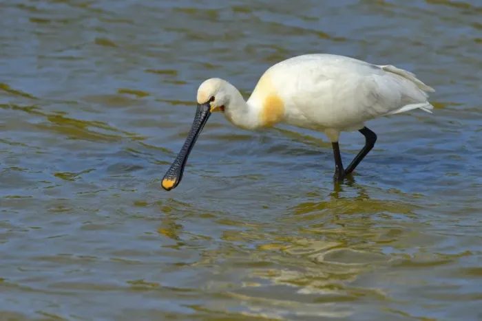 Framed Print : Spoonbill -Platalea leucorodia-, foraging for food, Wagejot nature reserve, Texel, West Frisian Islands, province of North Holland, Netherlands Framed Print : Spoonbill -Platalea leucorodia-, foraging for food, Wagejot nature reserve, Texel, West Frisian Islands, province of North Holland, Netherlands