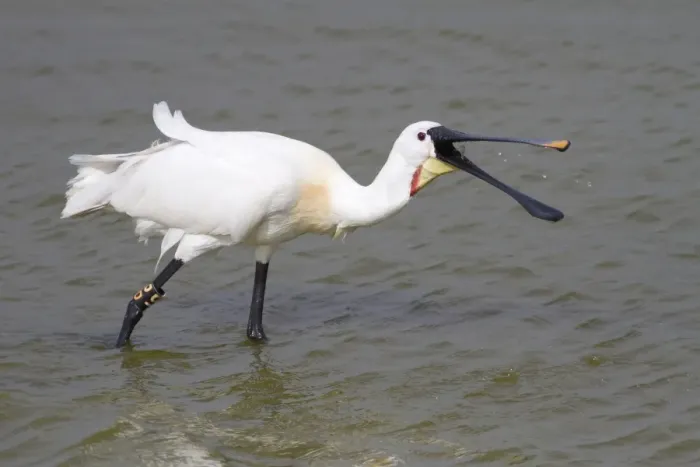 Framed Print : Spoonbill -Platalea leucorodia- foraging, Texel, The Netherlands Framed Print : Spoonbill -Platalea leucorodia- foraging, Texel, The Netherlands