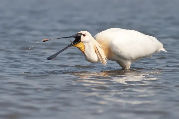 Framed Print : Spoonbill -Platalea leucorodia- foraging, Texel, The Netherlands Framed Print : Spoonbill -Platalea leucorodia- foraging, Texel, The Netherlands
