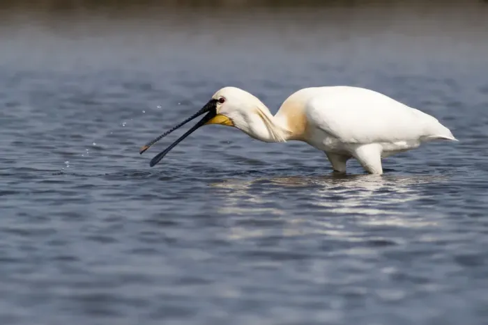 Framed Print : Spoonbill -Platalea leucorodia- foraging, Texel, The Netherlands Framed Print : Spoonbill -Platalea leucorodia- foraging, Texel, The Netherlands