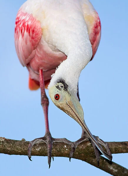 Spoonbill showoff perching on tree branch