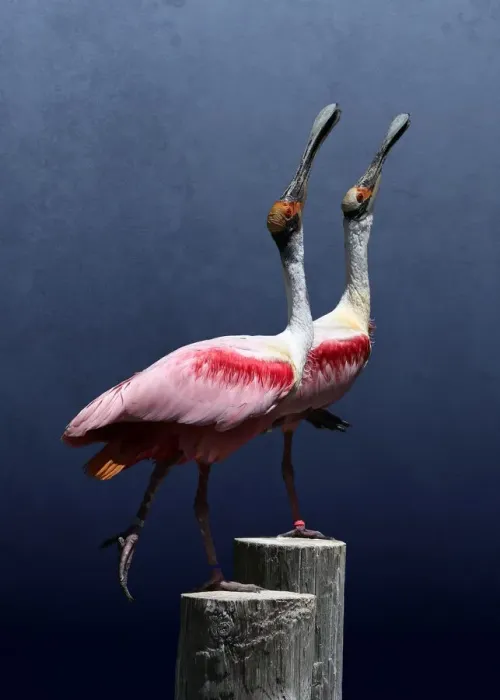 Framed Print : Two Spoonbills Posing Together on Wood Posts Framed Print : Two Spoonbills Posing Together on Wood Posts